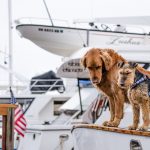 VIAJAR CON MASCOTAS A EEUU PERMISOS COMO HACERLO