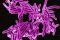 BACTERIA DE LA TUBERCULOSIS